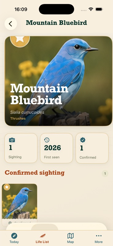 Feather Trove species detail page for a Mountain Bluebird